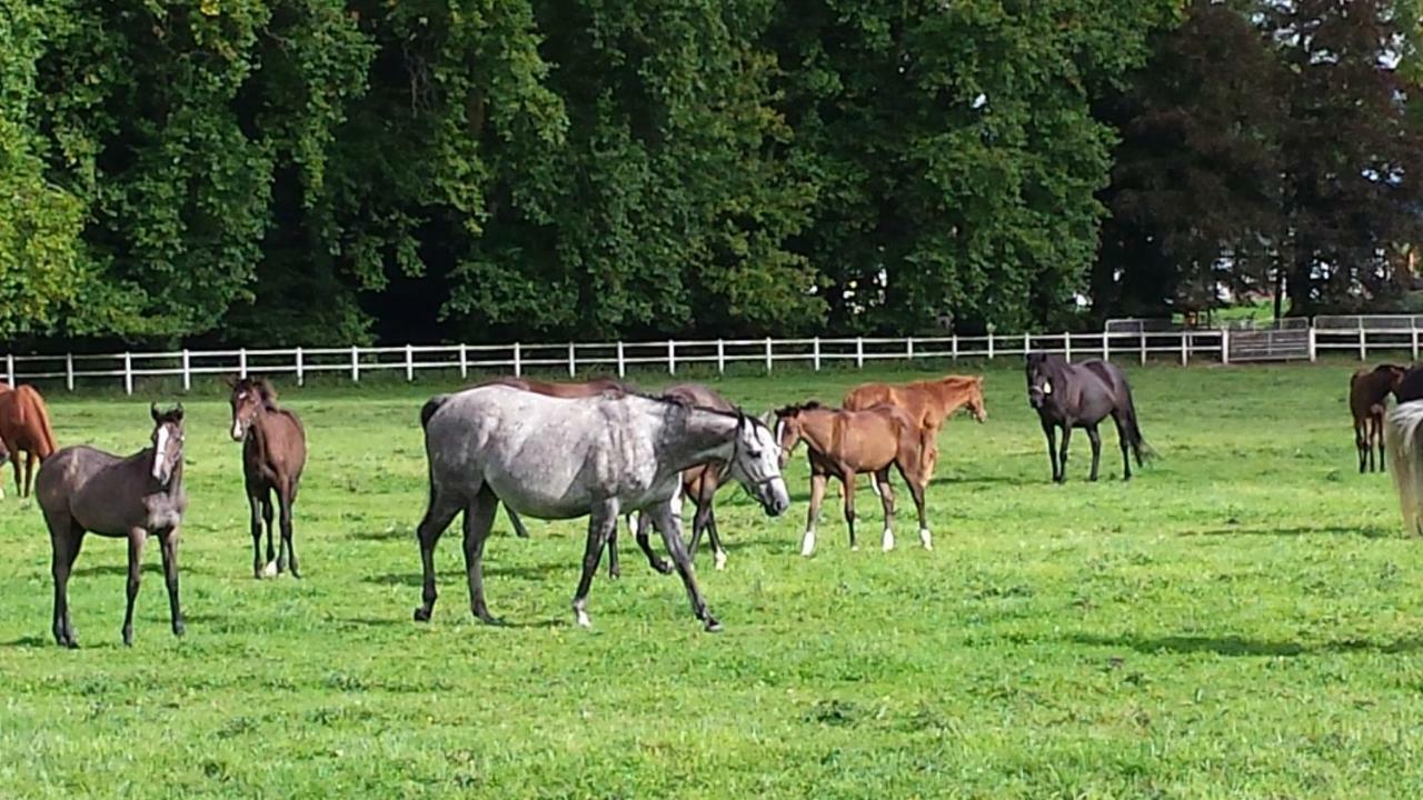 Gites De La Maison Du Haras 奥格地区伯夫龙 外观 照片